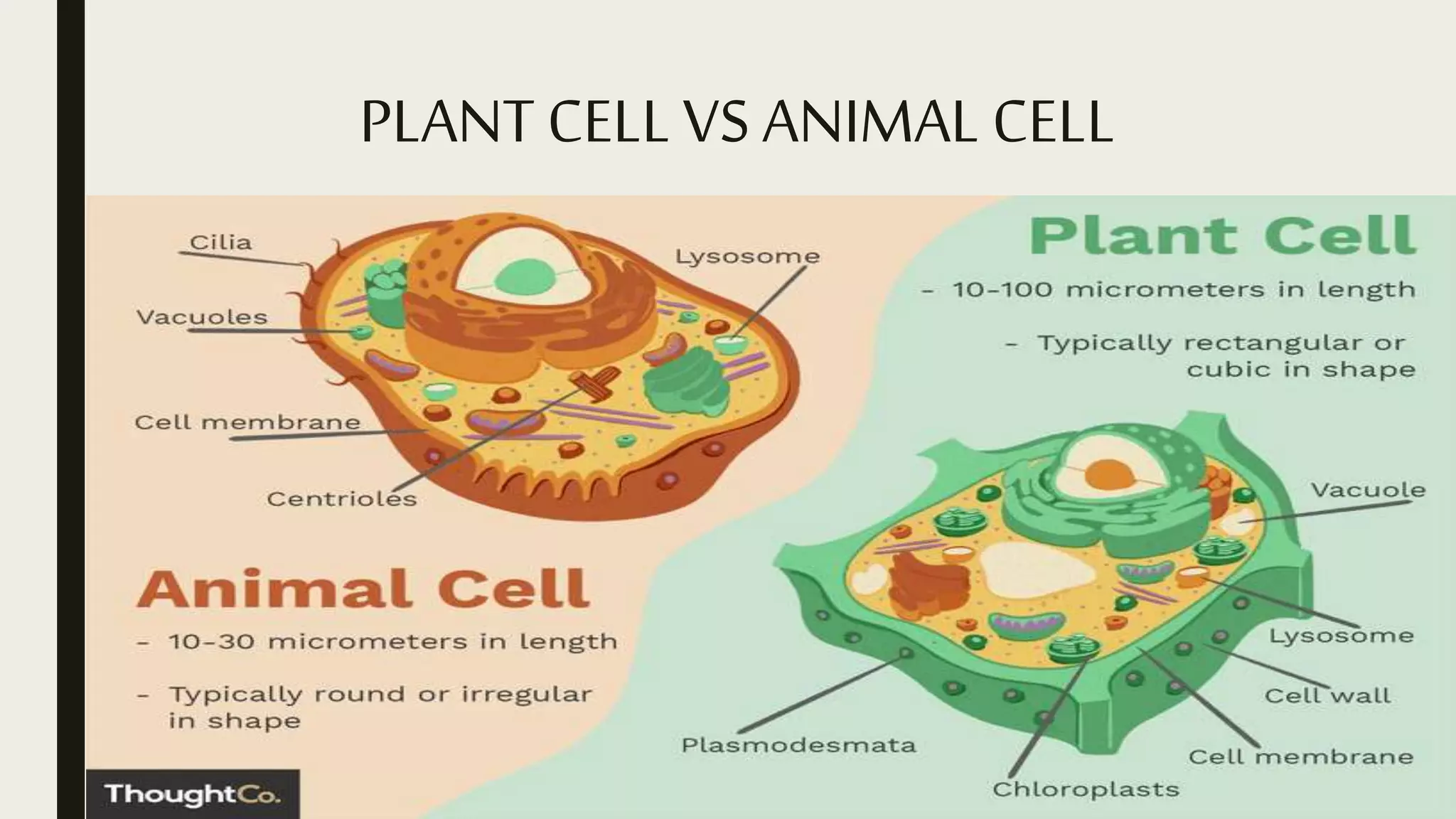 General Biology 1 - Lesson 2 Classification of Cell | PPTX