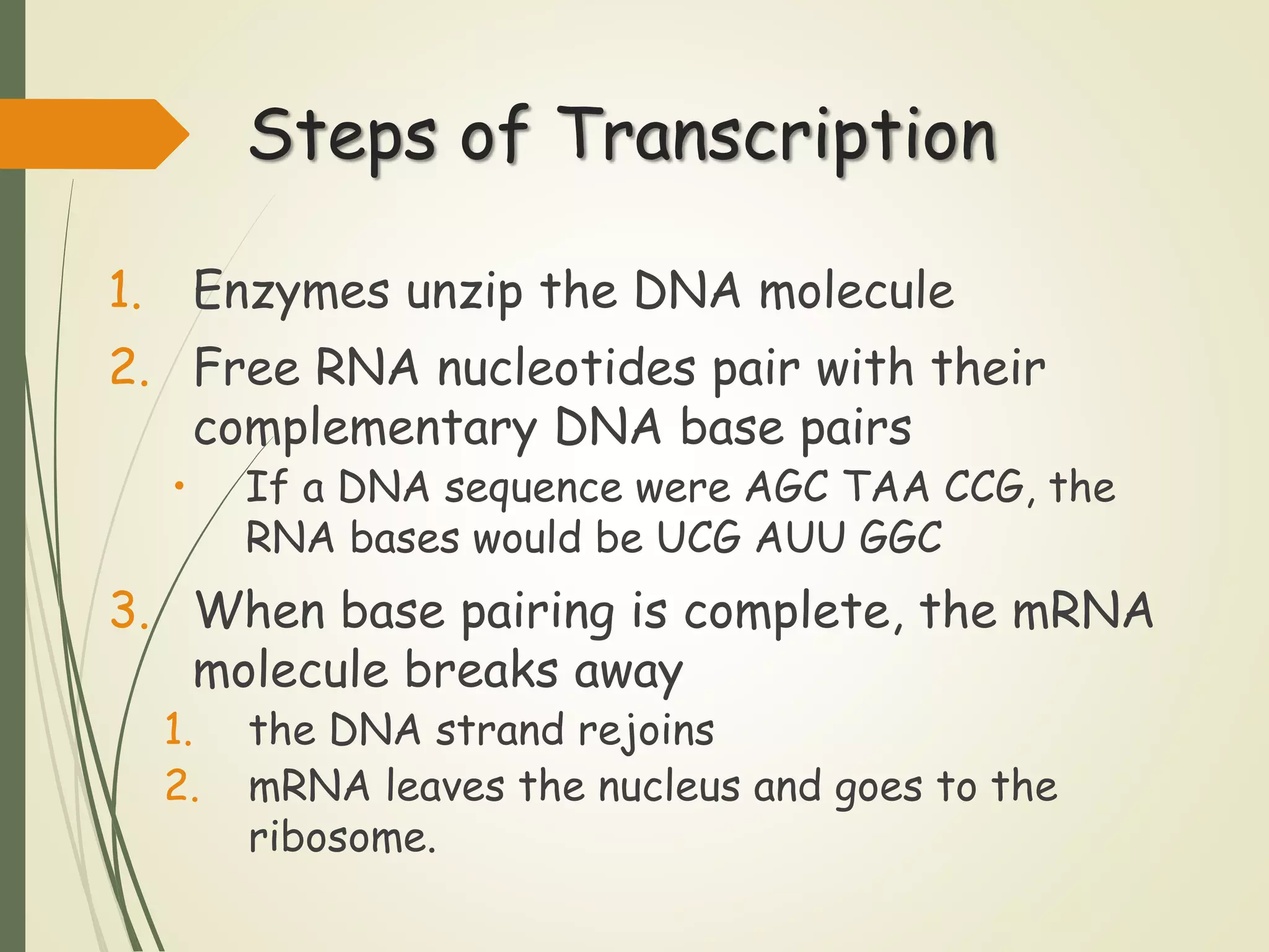 Lesson 2 DNA and RNA.pptx