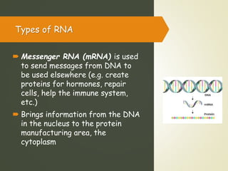 Lesson 2 DNA and RNA.pptx