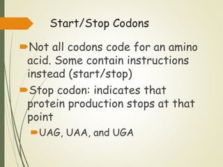 Stop Code Uaa Lesson 2 DNA and RNA.pptx