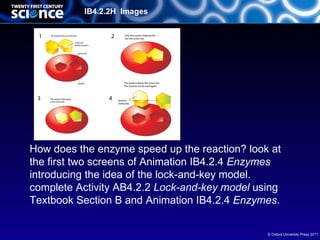 OCR-B4-Lesson 2 enzymes and pH