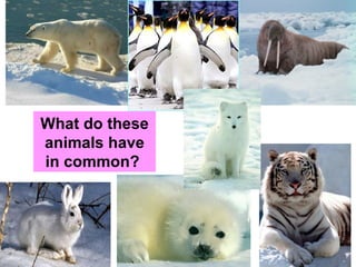 What do these animals have in common?  