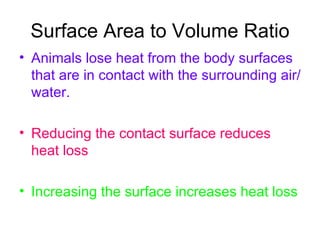 Surface Area to Volume Ratio Animals lose heat from the body surfaces that are in contact with the surrounding air/water. Reducing the contact surface reduces heat loss Increasing the surface increases heat loss 