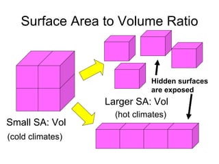 Surface Area to Volume Ratio Hidden surfaces are exposed Small SA: Vol Larger SA: Vol (cold climates) (hot climates) 