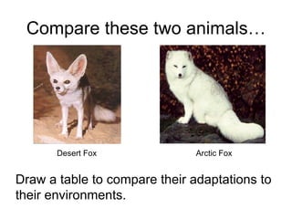Compare these two animals… Desert Fox   Arctic Fox Draw a table to compare their adaptations to their environments. 