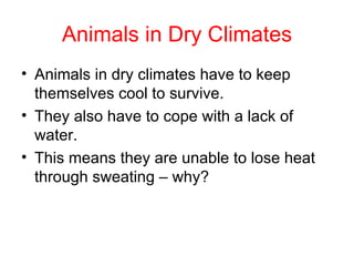 Animals in Dry Climates Animals in dry climates have to keep themselves cool to survive. They also have to cope with a lack of water. This means they are unable to lose heat through sweating – why? 