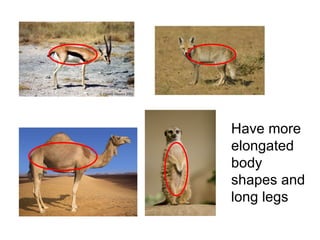Have more elongated body shapes and long legs 