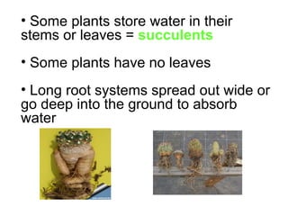 Some plants store water in their stems or leaves =  succulents   Some plants have no leaves  Long root systems spread out wide or go deep into the ground to absorb water 