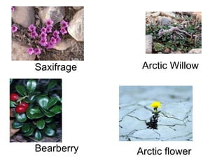 Saxifrage  Arctic Willow  Bearberry  Arctic flower  