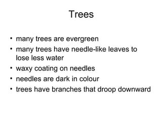 Trees many trees are evergreen many trees have needle-like leaves to lose less water  waxy coating on needles needles are dark in colour trees have branches that droop downward 