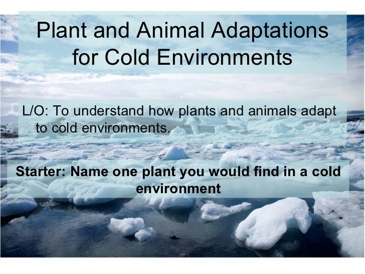 Lesson 2 gcse cold adaptations