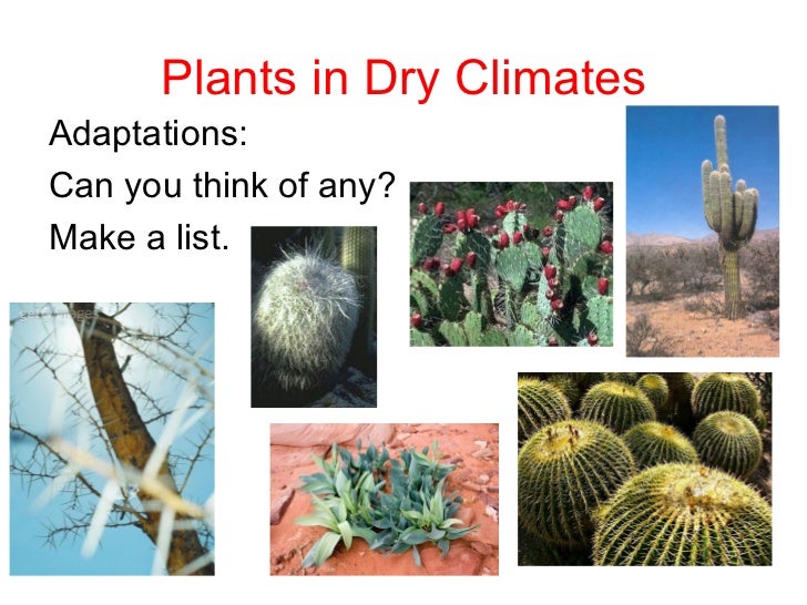 Lesson 2 gcse cold adaptations