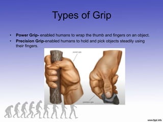 Types of Grip
• Power Grip- enabled humans to wrap the thumb and fingers on an object.
• Precision Grip-enabled humans to hold and pick objects steadily using
their fingers.
 