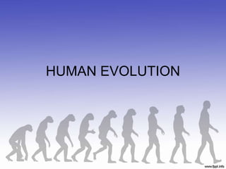 HUMAN EVOLUTION
 