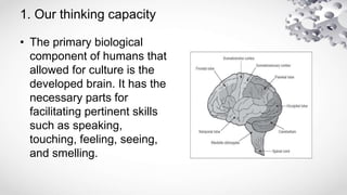 1. Our thinking capacity
• The primary biological
component of humans that
allowed for culture is the
developed brain. It has the
necessary parts for
facilitating pertinent skills
such as speaking,
touching, feeling, seeing,
and smelling.
 