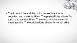 • The frontal lobe and the motor cortex function for
cognition and motor abilities. The parietal lobe allows for
touch and taste abilities. The temporal lobe allows for
hearing skills. The occipital lobe allows for visual skills.
 