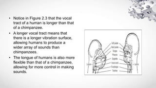• Notice in Figure 2.3 that the vocal
tract of a human is longer than that
of a chimpanzee.
• A longer vocal tract means that
there is a longer vibration surface,
allowing humans to produce a
wider array of sounds than
chimpanzees.
• The tongue of humans is also more
flexible than that of a chimpanzee,
allowing for more control in making
sounds.
 