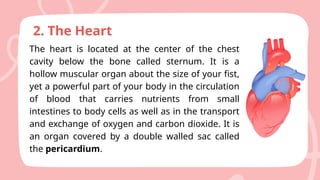 LESSON 2 HUMAN MAJOR BODY ORGANS (GRADE 4) [Autosaved].pptx