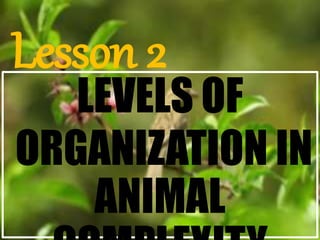 Lesson 2
LEVELS OF
ORGANIZATION IN
ANIMAL
 