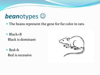 beanotypes 
 The beans represent the gene for fur color in rats.


 Black=B
 Black is dominant

 Red=b
 Red is recessive
 