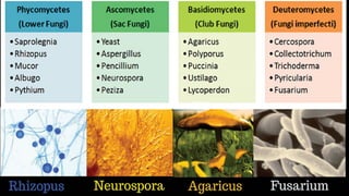 LESSON 2_MICROORGANISMS and their different types | PPTX