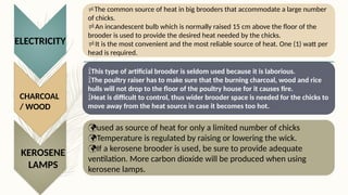 CONDITIONS FOR SUCCESSFUL BROOING IN POULTRY RAISING | PPTX