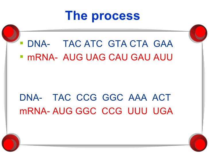 Lesson 2 module 8 how rna is made