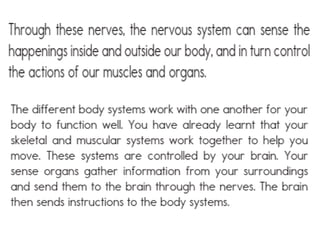 Comprehensive Overview of the Human Nervous System Structure and ...