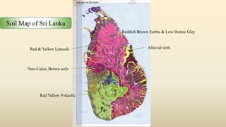 Reddish Brown Earths & Low Humic Gley
Red Yellow Podzolic
Alluvial soils
Red & Yellow Latasols
Soil Map of Sri Lanka
Non-Calcic Brown soils
 