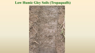 Low Humic Gley Soils (Tropaqualfs)
 