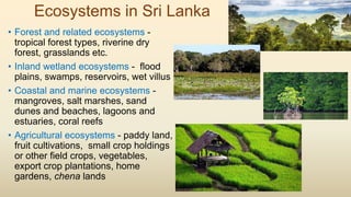 Ecosystems in Sri Lanka
• Forest and related ecosystems -
tropical forest types, riverine dry
forest, grasslands etc.
• Inland wetland ecosystems - flood
plains, swamps, reservoirs, wet villus
• Coastal and marine ecosystems -
mangroves, salt marshes, sand
dunes and beaches, lagoons and
estuaries, coral reefs
• Agricultural ecosystems - paddy land,
fruit cultivations, small crop holdings
or other field crops, vegetables,
export crop plantations, home
gardens, chena lands
 
