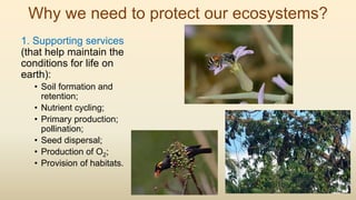 Why we need to protect our ecosystems?
1. Supporting services
(that help maintain the
conditions for life on
earth):
• Soil formation and
retention;
• Nutrient cycling;
• Primary production;
pollination;
• Seed dispersal;
• Production of O2;
• Provision of habitats.
 