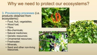 Why we need to protect our ecosystems?
3. Provisioning processes (i.e.
products obtained from
ecosystems):
• Food, fruit, vegetables;
• Wood fuel;
• Fibre;
• Bio-chemicals;
• Natural medicines;
• Genetic resources;
• Ornamental resources;
• Freshwater;
• Minerals,
• Sand and other non-living
resources.
 