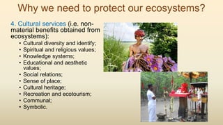 Why we need to protect our ecosystems?
4. Cultural services (i.e. non-
material benefits obtained from
ecosystems):
• Cultural diversity and identify;
• Spiritual and religious values;
• Knowledge systems;
• Educational and aesthetic
values;
• Social relations;
• Sense of place;
• Cultural heritage;
• Recreation and ecotourism;
• Communal;
• Symbolic.
 