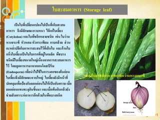 Free Powerpoint Templates
Page 101
ใบสะสมอาหาร (Storage leaf)
เป็นใบที่เปลี่ยนแปลงไปเป็นที่เก็บสะสม
อาหาร จึงมีลักษณะอวบหนา ได้แก่ใบเลี้ยง
(Cotyledon) และใบพืชอีกหลายชนิด เช่น ใบว่าน
หางจระเข้ หัวหอม หัวกระเทียม กาบกล้วย ส่วน
กะหล่าปลีเก็บอาหารสะสมไว้ที่เส้นใบ และก้านใบ
อนึ่งใบเลี้ยงเป็นใบใบแรกที่อยู่ในเมล็ด พืชบาง
ชนิดมีใบเลี้ยงขนาดใหญ่เนื่องจากการสะสมอาหาร
ไว้ โดยดูดอาหารมาจากเอนโดสเปิร์ม
(Endosperm) เพื่อนาไปใช้ในการงอกของต้นอ่อน
ใบเลี้ยงจึงมีลักษณะอวบใหญ่ ใบเลี้ยงยังมีหน้าที่
ปกคลุมเพื่อป้องกันยอดอ่อนไม่ให้เป็นอันตราย เมื่อ
ยอดอ่อนแทงทะลุดินขึ้นมา และเมื่อพ้นดินแล้วยัง
ช่วยสังเคราะห์อาหารอีกด้วยในพืชบางชนิด
แสดงใบสะสมอาหารของต้นว่านหางจระเข้
 