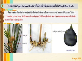 Free Powerpoint Templates
Page 102
• พืชบางชนิดมีใบที่เปลี่ยนแปลงไปเพื่อทาหน้าที่อย่างอื่นนอกจากการสังเคราะห์ด้วยแสง ได้แก่
4. ใบเกล็ด (Scale leaf) มีลักษณะเป็นเกล็ดเล็กๆ ไม่มีคลอโรฟิลล์ เช่น ใบเกล็ดของสนทะเล โปร่งฟ้า
ขิง ข่า เผือก แห้ว เป็นต้น
ใบพิเศษ (Specialized leaf) หรือใบที่เปลี่ยนแปลงไป (Modified leaf)
 