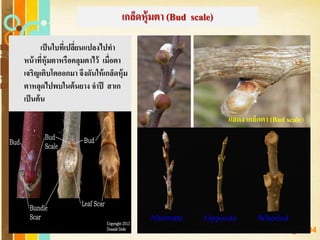 Free Powerpoint Templates
Page 104
เกล็ดหุ้มตา (Bud scale)
เป็นใบที่เปลี่ยนแปลงไปทา
หน้าที่หุ้มตาหรือคลุมตาไว้ เมื่อตา
เจริญเติบโตออกมา จึงดันให้เกล็ดหุ้ม
ตาหลุดไปพบในต้นยาง จาปี สาเก
เป็นต้น
แสดง เกล็ดตา (Bud scale)
 