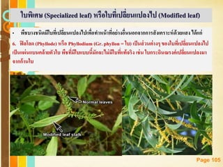Free Powerpoint Templates
Page 105
• พืชบางชนิดมีใบที่เปลี่ยนแปลงไปเพื่อทาหน้าที่อย่างอื่นนอกจากการสังเคราะห์ด้วยแสง ได้แก่
6. ฟิลโลด (Phyllode) หรือ Phyllodium (Gr. phyllon = ใบ) เป็นส่วนต่างๆ ของใบที่เปลี่ยนแปลงไป
เป็นแผ่นแบนคล้ายตัวใบ พืชที่มีใบแบบนี้มักจะไม่มีใบที่แท้จริง เช่น ใบกระถินณรงค์เปลี่ยนแปลงมา
จากก้านใบ
ใบพิเศษ (Specialized leaf) หรือใบที่เปลี่ยนแปลงไป (Modified leaf)
 
