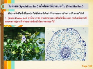 Free Powerpoint Templates
Page 106
• พืชบางชนิดมีใบที่เปลี่ยนแปลงไปเพื่อทาหน้าที่อย่างอื่นนอกจากการสังเคราะห์ด้วยแสง ได้แก่
7. ทุ่นลอย (Floatingleaf) พืชน้าบางชนิด เช่น ผักตบชวา จะมีก้านใบที่พองออก ภายในมีช่องว่างให้
อากาศแทรกอยู่มาก จึงช่วยพยุงลาต้นทาให้สามารถลอยน้าได้
ใบพิเศษ (Specialized leaf) หรือใบที่เปลี่ยนแปลงไป (Modified leaf)
 
