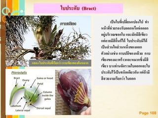 Free Powerpoint Templates
Page 108
ใบประดับ (Bract)
เป็นใบที่เปลี่ยนแปลงไป ทา
หน้าที่ช่วยรองรับดอกหรือช่อดอก
อยู่บริเวณซอกใบ และมักมีสีเขียว
แต่อาจมีสีอื่นก็ได้ ใบประดับมิได้
เป็นส่วนใดส่วนหนึ่งของดอก
ตัวอย่างเช่น กาบปลีของกล้วย กาบ
เขียงของมะพร้าวและหมากซึ่งมีสี
เขียว บางท่านจัดรวมใบดอกและใบ
ประดับไว้เป็นชนิดเดียวกัน แต่ถ้ามี
สีสวยงามเรียกว่า ใบดอก
แสดง ใบประดับที่เรียกว่า กาบเขียงของต้นหมาก
 