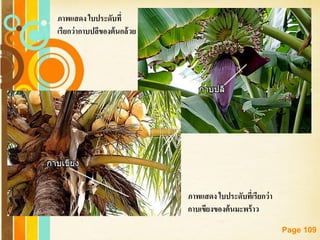 Free Powerpoint Templates
Page 109
ภาพแสดง ใบประดับที่เรียกว่า
กาบเขียงของต้นมะพร้าว
ภาพแสดง ใบประดับที่
เรียกว่ากาบปลีของต้นกล้วย
 
