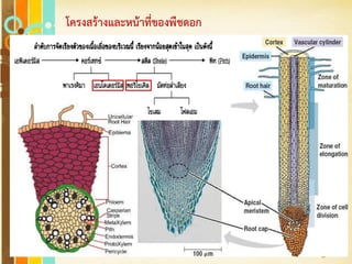 Free Powerpoint Templates
Page 11
โครงสร้างและหน้าที่ของพืชดอก
 