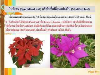 Free Powerpoint Templates
Page 111
• พืชบางชนิดมีใบที่เปลี่ยนแปลงไปเพื่อทาหน้าที่อย่างอื่นนอกจากการสังเคราะห์ด้วยแสง ได้แก่
8. ใบประดับหรือใบดอก (Floral leaf หรือ Bract: L. bractea = แผ่นโลหะ) เป็นใบที่เปลี่ยนแปลง
ไปเพื่อทาหน้าที่ช่วยรองรับดอก มักมีสีเขียว แต่พืชหลายชนิดมีใบประดับเป็นสีอื่นๆ คล้ายกลีบดอก
เพื่อช่วยล่อแมลงสาหรับผสมเกสร เช่น เฟื่องฟ้า คริสต์มาส หน้าวัว เป็นต้น
ใบพิเศษ (Specialized leaf) หรือใบที่เปลี่ยนแปลงไป (Modified leaf)
 