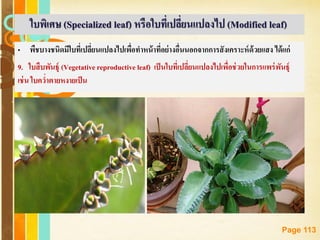 Free Powerpoint Templates
Page 113
• พืชบางชนิดมีใบที่เปลี่ยนแปลงไปเพื่อทาหน้าที่อย่างอื่นนอกจากการสังเคราะห์ด้วยแสง ได้แก่
9. ใบสืบพันธุ์ (Vegetativereproductive leaf) เป็นใบที่เปลี่ยนแปลงไปเพื่อช่วยในการแพร่พันธุ์
เช่น ใบคว่าตายหงายเป็น
ใบพิเศษ (Specialized leaf) หรือใบที่เปลี่ยนแปลงไป (Modified leaf)
 