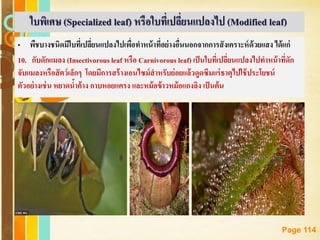 Free Powerpoint Templates
Page 114
• พืชบางชนิดมีใบที่เปลี่ยนแปลงไปเพื่อทาหน้าที่อย่างอื่นนอกจากการสังเคราะห์ด้วยแสง ได้แก่
10. กับดักแมลง (Insectivorous leaf หรือ Carnivorous leaf) เป็นใบที่เปลี่ยนแปลงไปทาหน้าที่ดัก
จับแมลงหรือสัตว์เล็กๆ โดยมีการสร้างเอนไซม์สาหรับย่อยแล้วดูดซึมแร่ธาตุไปใช้ประโยชน์
ตัวอย่างเช่น หยาดน้าค้าง กาบหอยแครง และหม้อข้าวหม้อแกงลิง เป็นต้น
ใบพิเศษ (Specialized leaf) หรือใบที่เปลี่ยนแปลงไป (Modified leaf)
 
