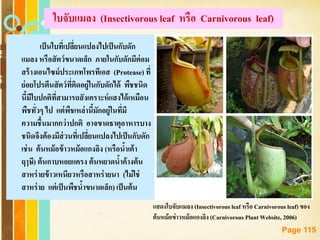 Free Powerpoint Templates
Page 115
ใบจับแมลง (Insectivorous leaf หรือ Carnivorous leaf)
เป็นใบที่เปลี่ยนแปลงไปเป็นกับดัก
แมลง หรือสัตว์ขนาดเล็ก ภายในกับดักมีต่อม
สร้างเอนไซม์ประเภทโพรทีเอส (Protease)ที่
ย่อยโปรตีนสัตว์ที่ติดอยู่ในกับดักได้ พืชชนิด
นี้มีใบปกติที่สามารถสังเคราะห์แสงได้เหมือน
พืชทั่วๆ ไป แต่พืชเหล่านี้มักอยู่ในที่มี
ความชื้นมากกว่าปกติ อาจขาดธาตุอาหารบาง
ชนิดจึงต้องมีส่วนที่เปลี่ยนแปลงไปเป็นกับดัก
เช่น ต้นหม้อข้าวหม้อแกงลิง (หรือน้าเต้า
ฤๅษี) ต้นกาบหอยแครง ต้นหยาดน้าค้างต้น
สาหร่ายข้าวเหนียวหรือสาหร่ายนา (ไม่ใช่
สาหร่าย แต่เป็นพืชน้าขนาดเล็ก)เป็นต้น
แสดงใบจับแมลง (Insectivorous leaf หรือ Carnivorous leaf)ของ
ต้นหม้อข่าวหม้อแกงลิง (Carnivorous Plant Website, 2006)
 