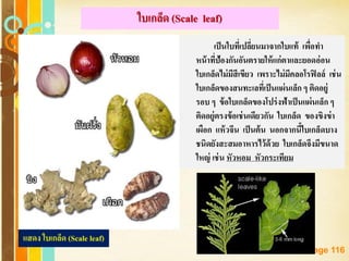 Free Powerpoint Templates
Page 116
ใบเกล็ด (Scale leaf)
เป็นใบที่เปลี่ยนมาจากใบแท้ เพื่อทา
หน้าที่ป้องกันอันตรายให้แก่ตาและยอดอ่อน
ใบเกล็ดไม่มีสีเขียว เพราะไม่มีคลอโรฟิลล์ เช่น
ใบเกล็ดของสนทะเลที่เป็นแผ่นเล็ก ๆ ติดอยู่
รอบ ๆ ข้อใบเกล็ดของโปร่งฟ้าเป็นแผ่นเล็ก ๆ
ติดอยู่ตรงข้อเช่นเดียวกัน ใบเกล็ด ของขิงข่า
เผือก แห้วจีน เป็นต้น นอกจากนี้ใบเกล็ดบาง
ชนิดยังสะสมอาหารไว้ด้วย ใบเกล็ดจึงมีขนาด
ใหญ่ เช่น หัวหอม หัวกระเทียม
แสดง ใบเกล็ด (Scale leaf)
 