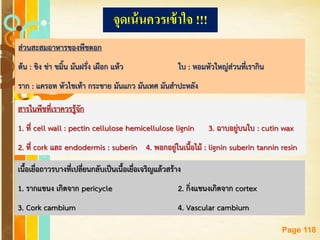 Free Powerpoint Templates
Page 118
จุดเน้นควรเข้าใจ !!!
ส่วนสะสมอาหารของพืชดอก
ต้น : ขิง ข่า ขมิ้น มันฝรั่ง เผือก แห้ว ใบ : หอมหัวใหญ่ส่วนที่เรากิน
ราก : แครอท หัวไชเท้า กระชาย มันแกว มันเทศ มันสาปะหลัง
สารในพืชที่เราควรรู้จัก
1. ที่ cell wall : pectin cellulose hemicellulose lignin 3. ฉาบอยู่บนใบ : cutin wax
2. ที่ cork และ endodermis : suberin 4. พอกอยู่ในเนื้อไม้ : lignin suberin tannin resin
เนื้อเยื่อถาวรบางที่เปลี่ยนกลับเป็นเนื้อเยื่อเจริญแล้วสร้าง
1. รากแขนง เกิดจาก pericycle 2. กิ่งแขนงเกิดจาก cortex
3. Cork cambium 4. Vascular cambium
 