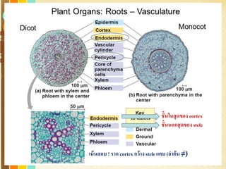 Free Powerpoint Templates
Page 12
ชั้นในสุดของ cortex
ชั้นนอกสุดของ stele
เน้นสอบ ! ราก cortex กว้าง stele แคบ (ลาต้น ≠)
 