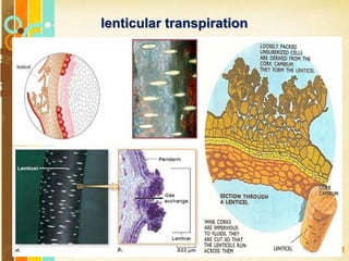 Free Powerpoint Templates
Page 121
lenticular transpiration
 